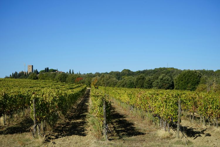 Vineyard